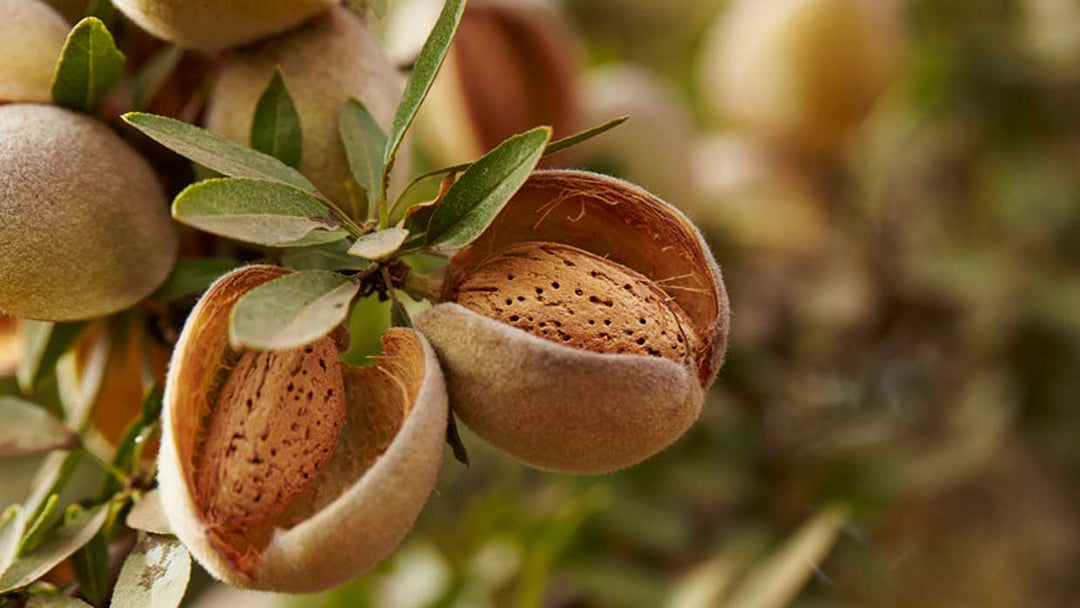 Almond Farming VS Dairy Farming